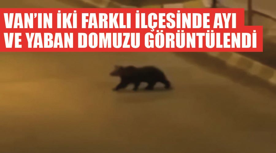 Van’ın iki farklı ilçesinde ayı ve yaban domuzu görüntülendi