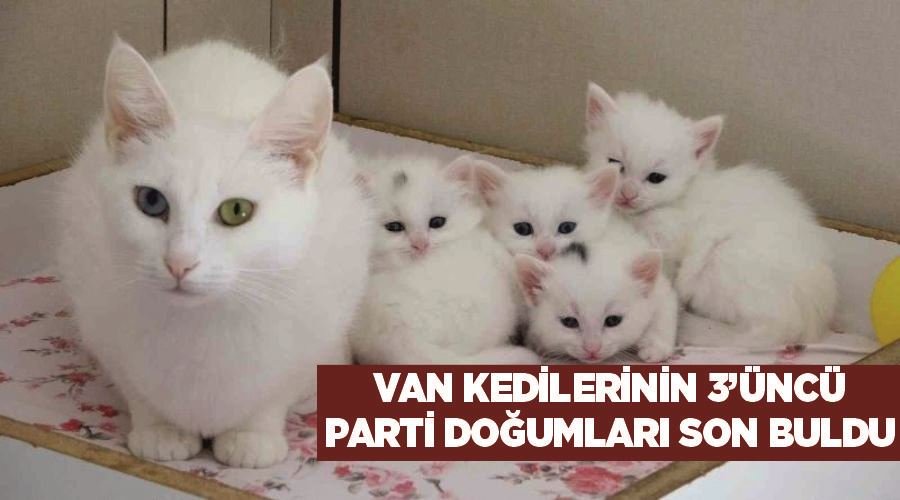 Van kedilerinin 3’üncü parti doğumları son buldu