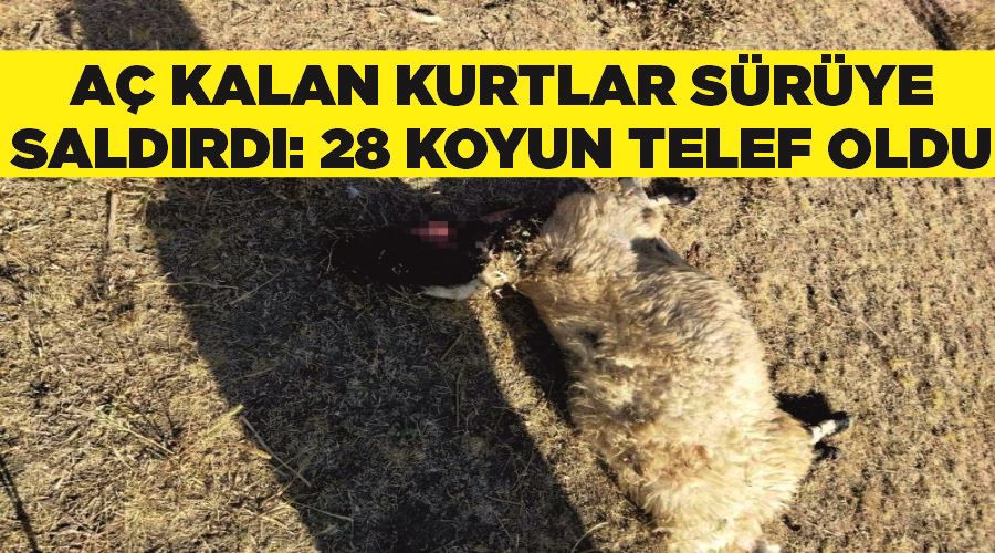 Aç kalan kurtlar sürüye saldırdı: 28 koyun telef oldu