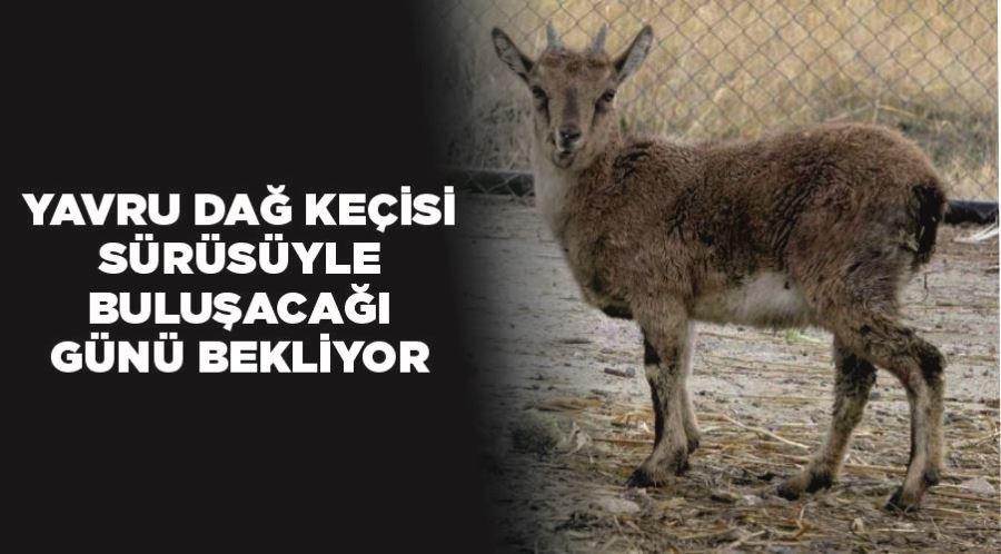 Yavru dağ keçisi, sürüsüyle buluşacağı günü bekliyor