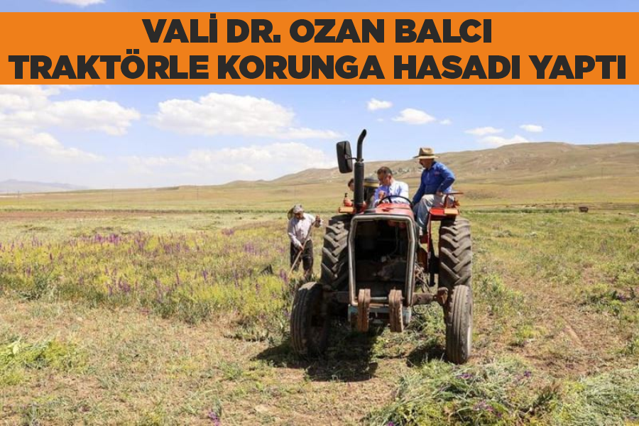 Vali Dr. Ozan Balcı traktörle korunga hasadı yaptı