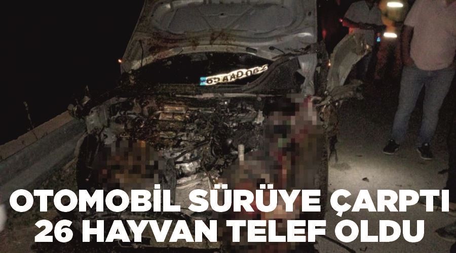 Otomobil sürüye çarptı: 26 hayvan telef oldu