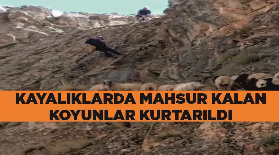 Kayalıklarda mahsur kalan koyunlar kurtarıldı