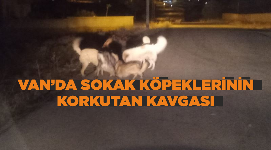 Van’da sokak köpeklerinin korkutan kavgası