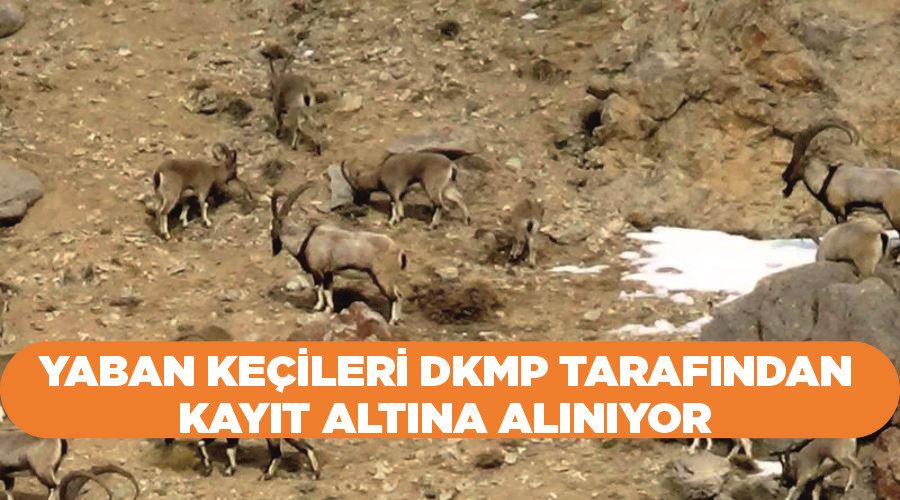 Yaban keçileri DKMP tarafından kayıt altına alınıyor
