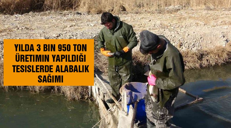 Yılda 3 bin 950 ton üretimin yapıldığı tesislerde alabalık sağımı