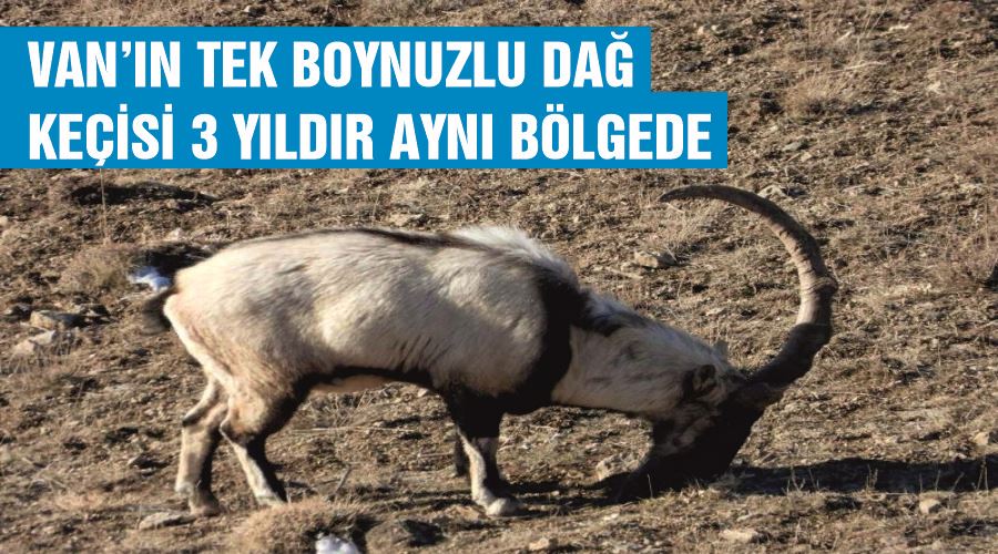 Van’ın tek boynuzlu dağ keçisi 3 yıldır aynı bölgede