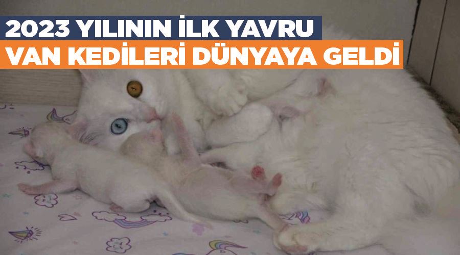 2023 yılının ilk yavru Van kedileri dünyaya geldi