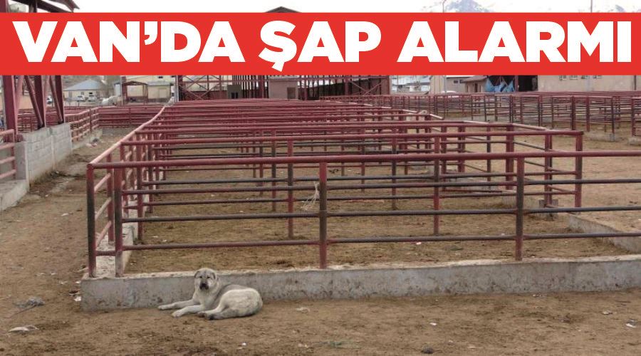 Van’da şap alarmı