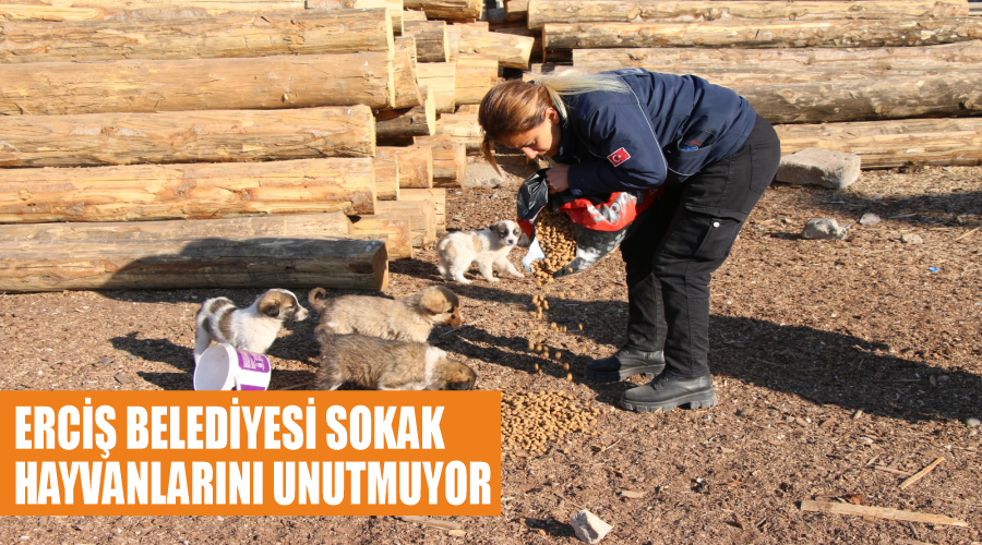 Erciş Belediyesi Sokak Hayvanlarını Unutmuyor
