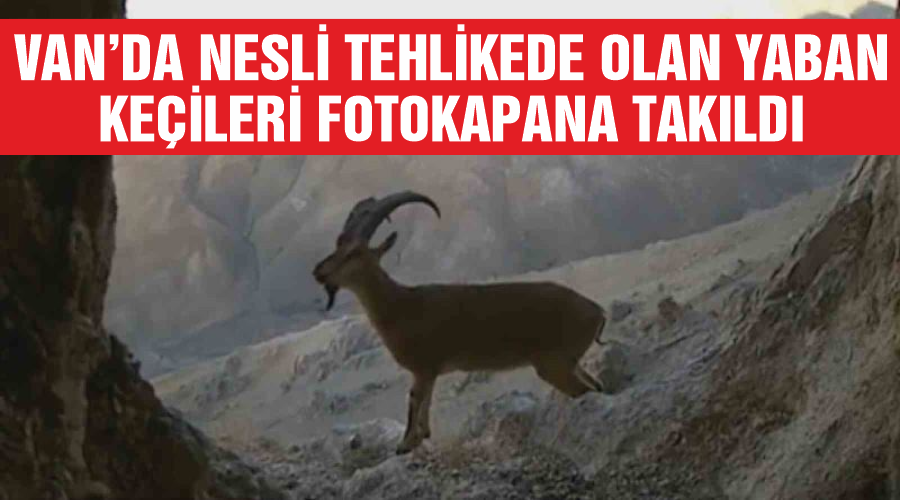 Van’da nesli tehlikede olan yaban keçileri fotokapana takıldı