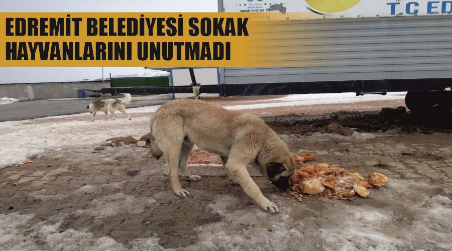 Edremit Belediyesi sokak hayvanlarını unutmadı