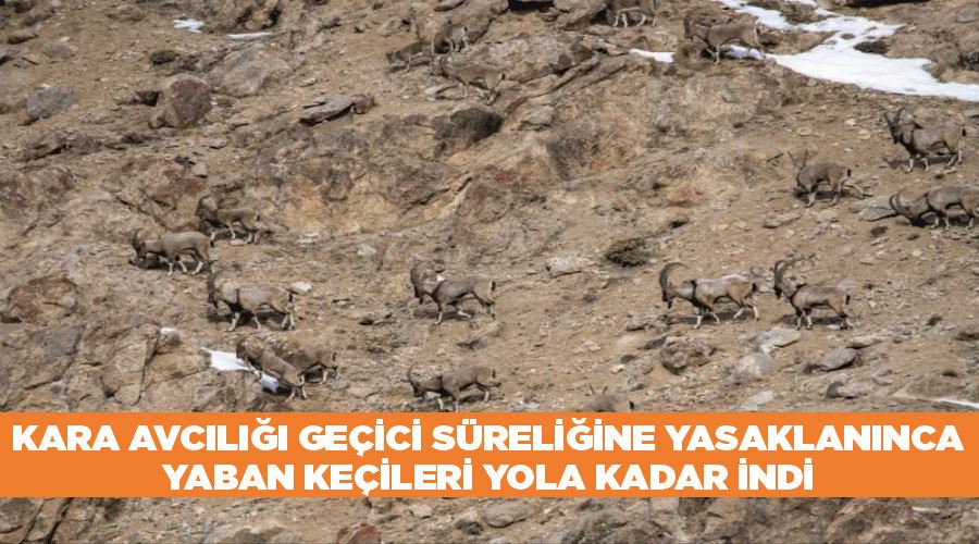 Kara avcılığı geçici süreliğine yasaklanınca yaban keçileri yola kadar indi