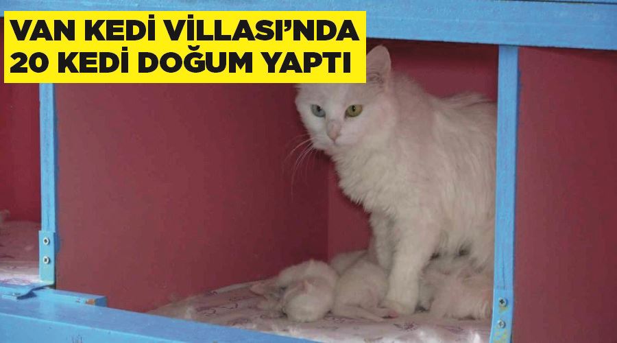 Van Kedi Villası’nda 20 kedi doğum yaptı