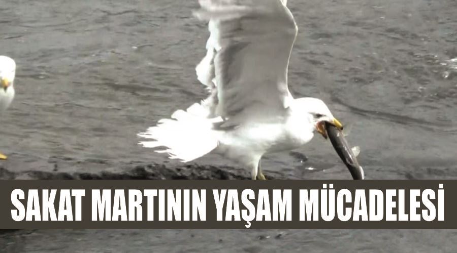 Sakat martının yaşam mücadelesi