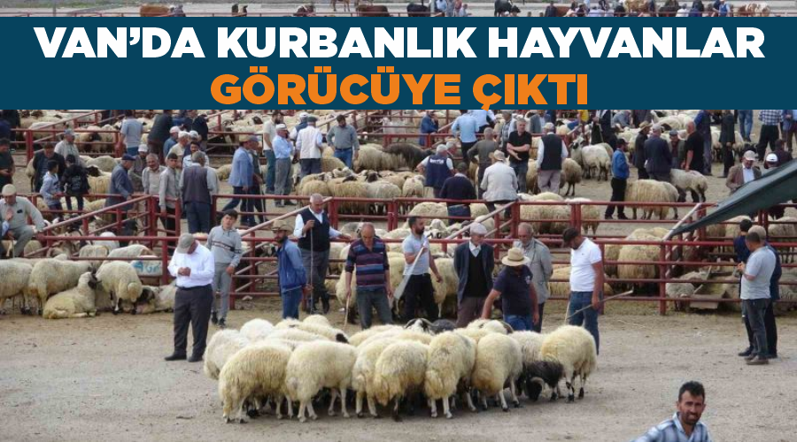 Van’da kurbanlık hayvanlar görücüye çıktı