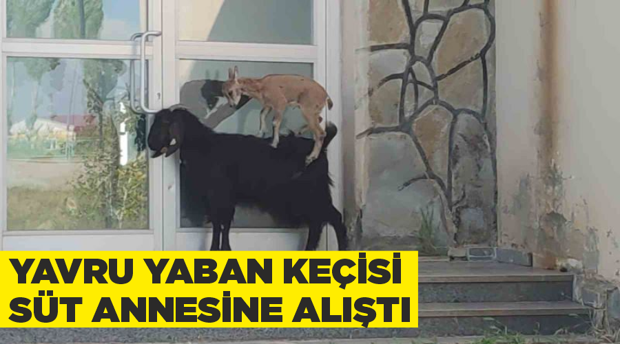 Yavru yaban keçisi süt annesine alıştı