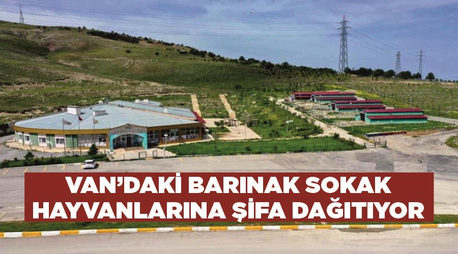 Van’daki barınak sokak hayvanlarına şifa dağıtıyor