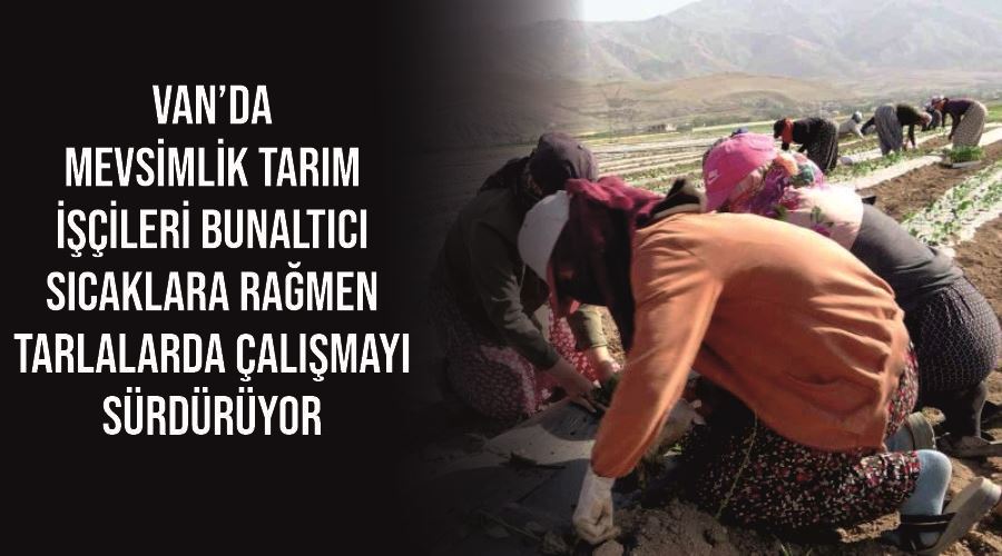 Van’da mevsimlik tarım işçileri bunaltıcı sıcaklara rağmen tarlalarda çalışmayı sürdürüyor