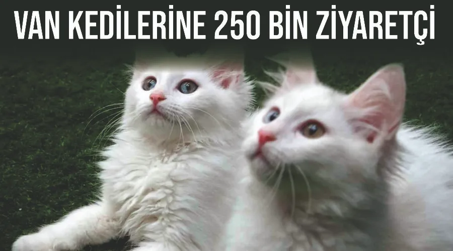 Van kedilerine 250 bin ziyaretçi