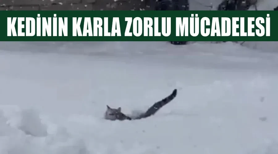 Kedinin karla zorlu mücadelesi