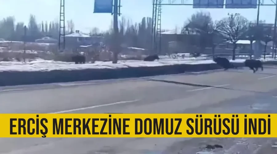 Erciş merkezine domuz sürüsü indi