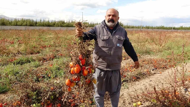 Soğuk hava tarlaları vurdu, Van