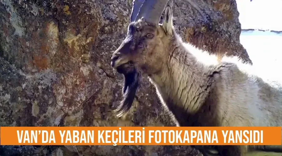 Van’da yaban keçileri fotokapana yansıdı