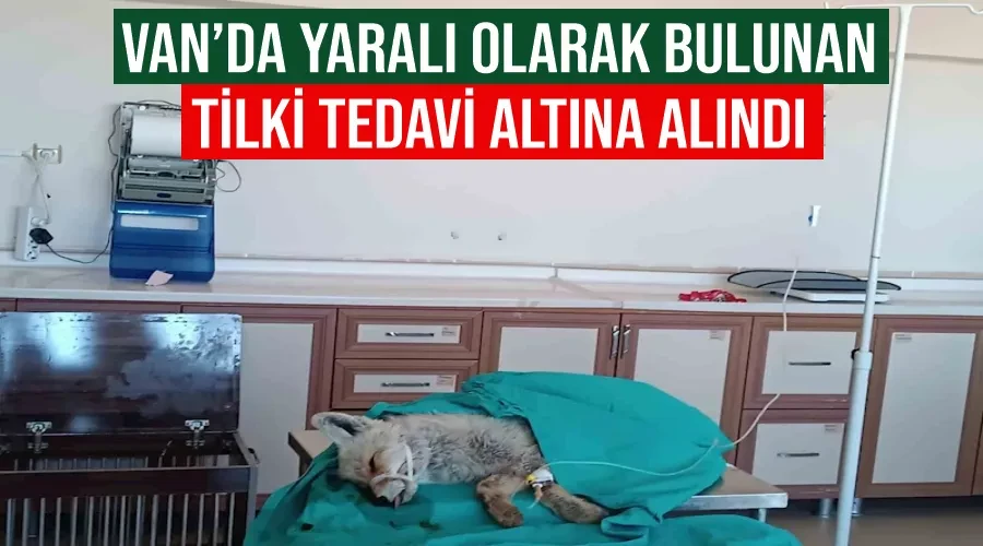 Van’da yaralı olarak bulunan tilki tedavi altına alındı