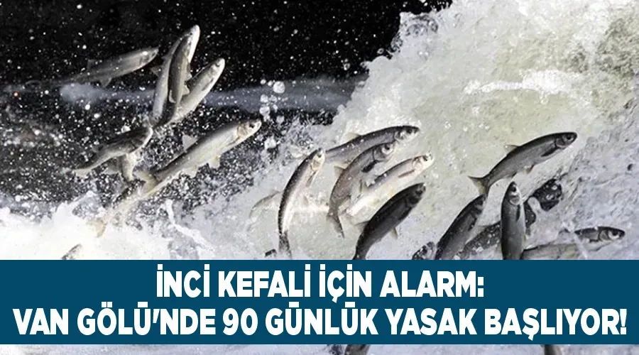 İnci Kefali İçin Alarm: Van Gölü