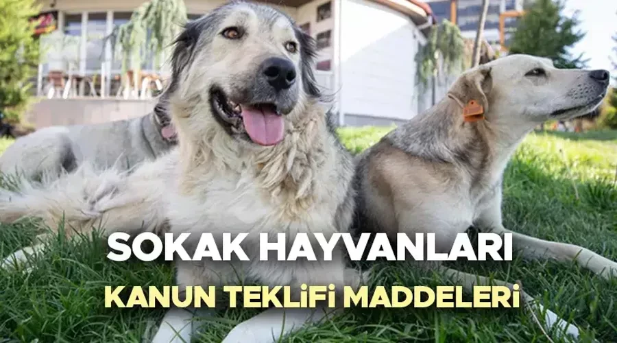 Sahipsiz Sokak Hayvanları Kanun Teklifi Meclis