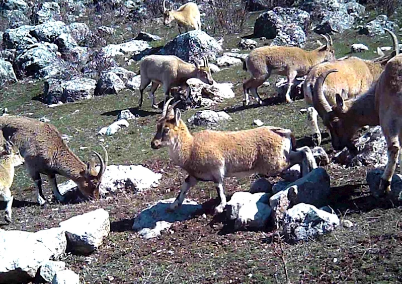 Yaban keçisi sürüsü fotokapanla görüntülendi