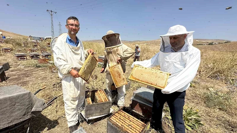 Cilo Dağı’nın eteklerinde bal bereketi: Kovan kovan bal sağımı başladı