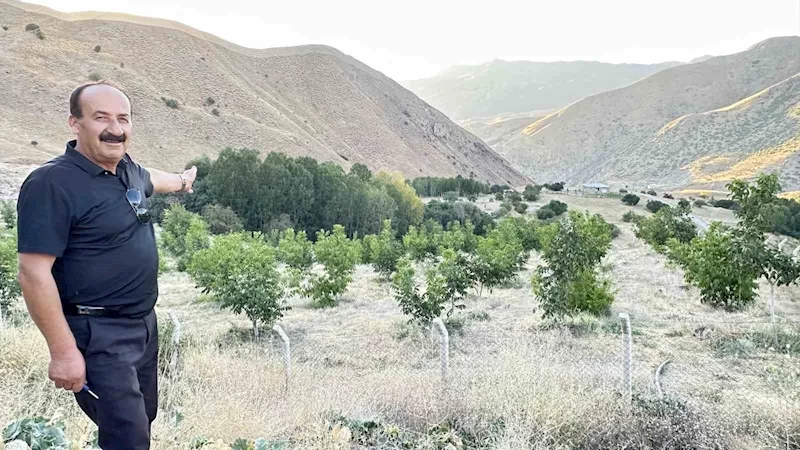 Yüksekova’da çiftçilerin tercihi ceviz ağacı