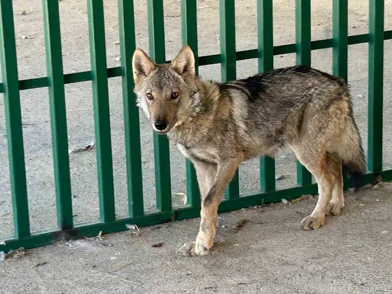 Zincire vurulmuş halde bulunan kurt rehabilite ediliyor