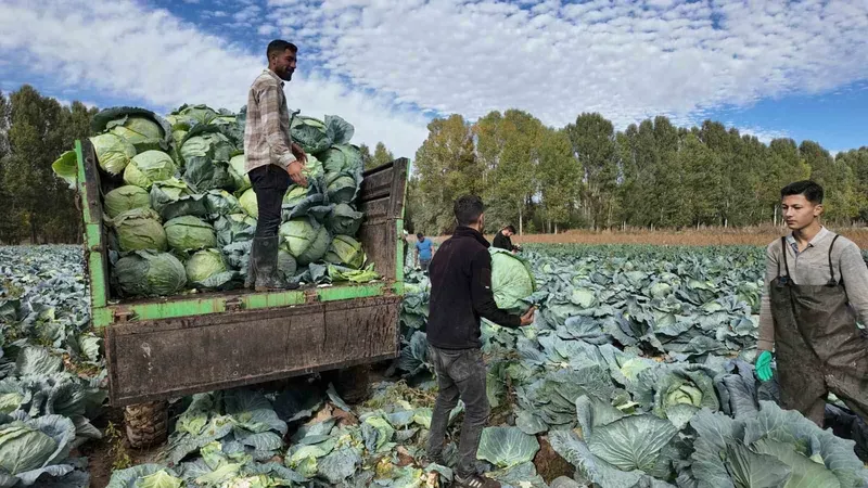 Erciş’te lahana hasadı başladı