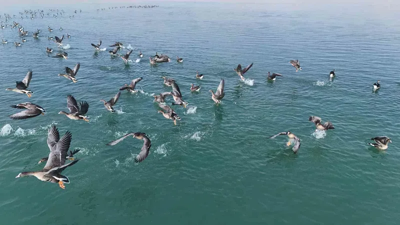 Erçek Gölü’nün yeni misafirleri küçük sakarcalar havadan görüntülendi