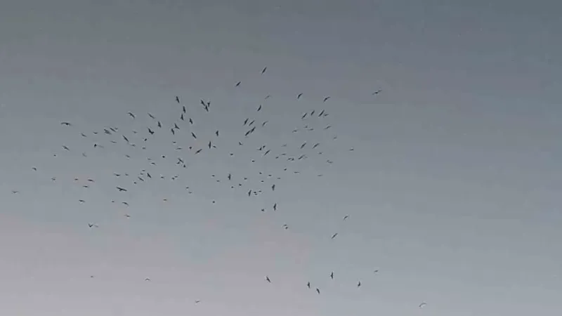 Van Gölü üzerinde kuş sürüsünün görsel şöleni