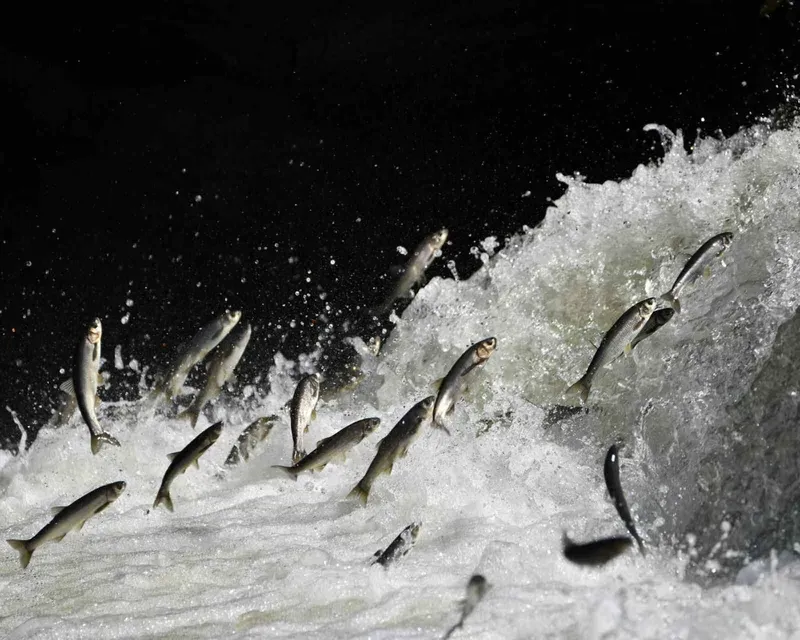 Prof. Dr. Alaeddinoğlu: 