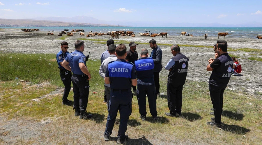 Van Gölü Sahil Şeridinde Hayvancılık Uygulamasına Büyükşehir Belediyesi Müdahalesi
