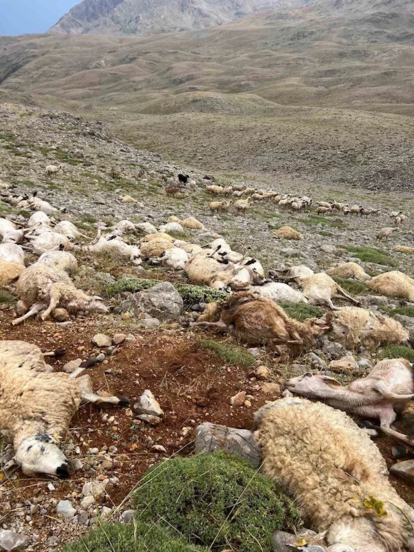 Tunceli’de yıldırım isabet eden 200 koyun telef oldu