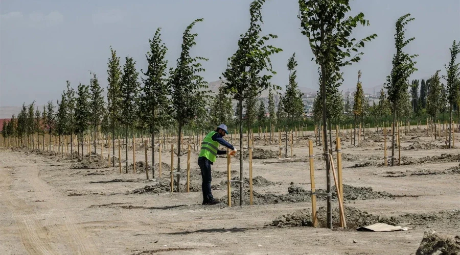 Van Gölü Kıyısında Yeşeren Umut: Ihlamur Parkı Projesi Hayata Geçiyor