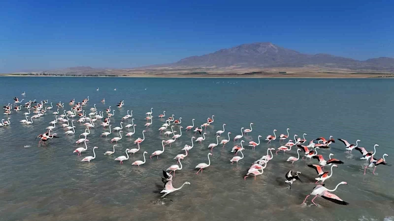 Arin Gölü’nde flamingoların Süphan Dağı eşliğinde mest eden dansı