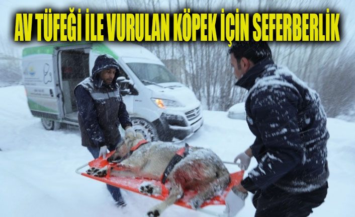 Av tüfeğiyle vurulan köpek için seferberlik