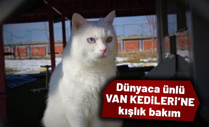 Dünyaca ünlü Van kedilerine kışlık bakım