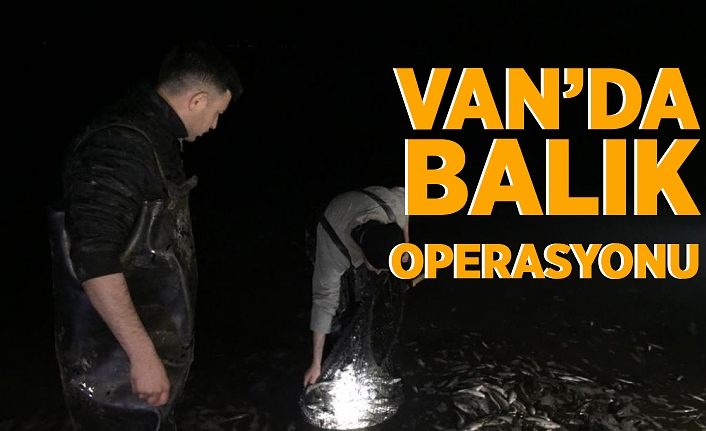 Van’da balık operasyonu