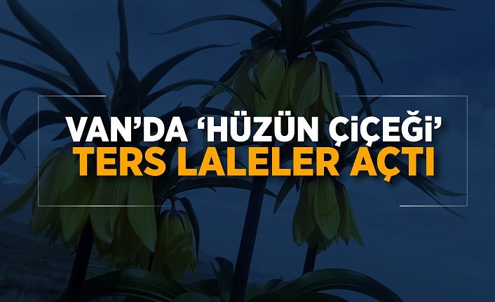 Van’da ‘hüzün çiçeği’ ters laleler açtı