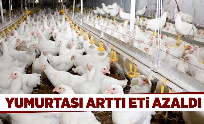 Yumurtası arttı eti azaldı