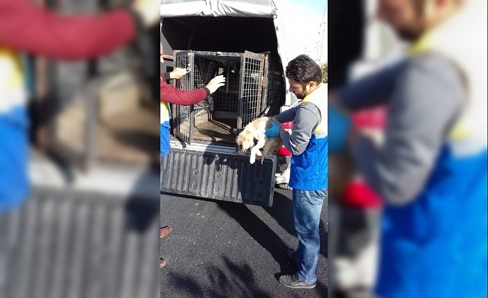 Tuşba Belediyesi ekipleri köpek yavrusuna sahip çıktı