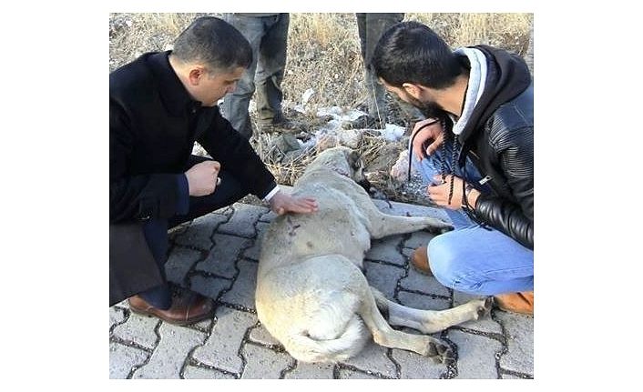 Kaymakamdan yaralı köpeğe şefkat eli